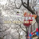 제주도 여행 벚꽃명소 제주 전농로 벚꽃축제 생생 후기