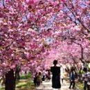 경주 벚꽃축제개화시기 보고 가세요 이미지