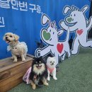 킁킁쿵쿵캠페인 시즌2 서울숲 댕댕이행사 / 닐리리만보댕 후기