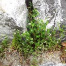 너더리육교 이미지