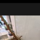 건이네파충류&카페