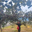 제2지송농장 | 보성 골드키위 달달함 실화?!직접 따고 후숙해본 리얼 후기 + 효능까지 총정리