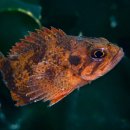 어류도감 이미지