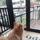 까네지노 이미지