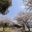 파크골프 | [진도 캠핑장]진도 운림산방 근처 풍경오토캠핑장에서의 벚꽃 피크닉 후기🌸
