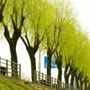 버드나무 이미지