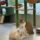 이쁜냥이 | [관악구 고양이 카페 추천] 냥이주택(+내돈내산)