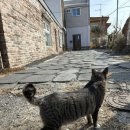 마레1440 | 제주도 구좌 세화 보름살이 4일차 (2월4일)