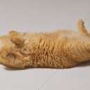 온동물병원 이미지