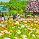 함평 나비대축제 가족 여행 추천 이미지