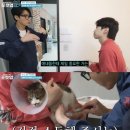 포캣 이미지