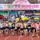 2025. 03. 30. 합천 벚꽃마라톤 대회접수 (송마 단체대회) - 12월 20일 마감 이미지