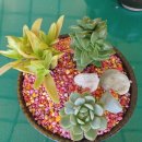해찬농장 | 창원 북면 해찬솔 교육농장 소나무 숲과 야생화가 있는 자연생태 교육농장 나만의 화분 만들기 체험