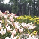 아침고요 이미지