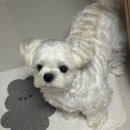 호식 | 친구를 소개해요! - 안산 호식🐶