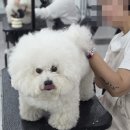 대림애견 티스토리