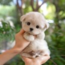 부산강아지분양 미유펫 이미지