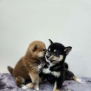 내품에 강아지 이미지