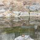 김밥나라 | [의정부 벚꽃 명소] 회룡천 만개 상태∷김밥나라 포장해서 다녀온 후기