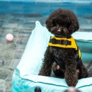 어서오시개냥 애견펜션 이미지