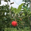 한경대학교부속농장 이미지