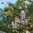 오동나무 이미지