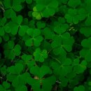 러키비키 소새울역점 이미지