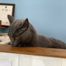 페츠온동물병원 이미지