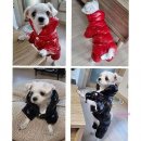 미미애견 이미지