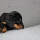 버디독 강아지분양 안심분양센터 김포점 이미지