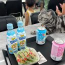 아잉독 애견카페 이미지