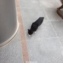 네일츄르 이미지