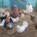 푸르뫼농장 이미지