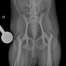본 동물메디컬센터 외과동물병원 이미지