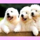 닥터훈트 이미지