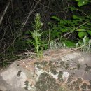 봉화산장 이미지