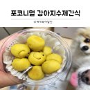 포코니멀 | 강남 강아지 수제간식 맛집 포코니멀 수제간식 급여후기
