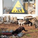 고양이발자국 이미지