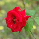 장미화원 이미지