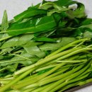 모닝글로리 이미지