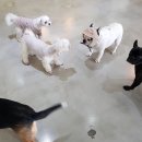 도그스테이 네이버블로그