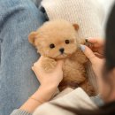 정미켄넬 이미지