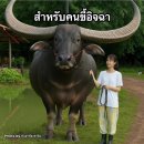 1991커피 | 태국 나 노이 숙소 파누왓 피안숙 닉키1991 가족여행후기 끝판왕이어요!