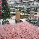 부산혜성학교 | 양산화훼단지 부산화훼단지 "미래화훼단지" 꽃단지 구경하기