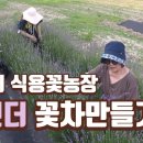 라벤더꽃차 / 식용꽃농장 ( 구입처 공개) 조회수 948회 10개월 전 이미지