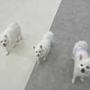 멍치원 이미지
