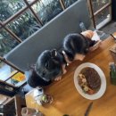 땡피시 이미지