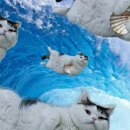 일산목장 이미지