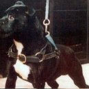FIREY JACK'S PET (SBT)~D.O.B. 11/17/83 이미지