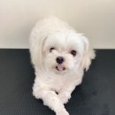 한일애견미용실 이미지